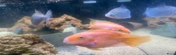 Cichlids fish for sale: FREE TROPICAL FISH  - Advert 1