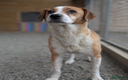 Mixed Breed dogs for adoption: Meet Nina  - Image 6