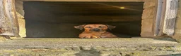 Rhodesian Ridgeback dogs for sale: Wait List Open - Safely Arrived 14th June - Advert 22