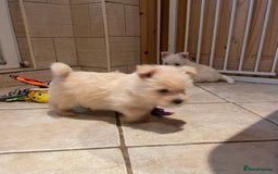 Cairn Terrier dogs for sale: Stunning cairn terrier puppies  - Image 3