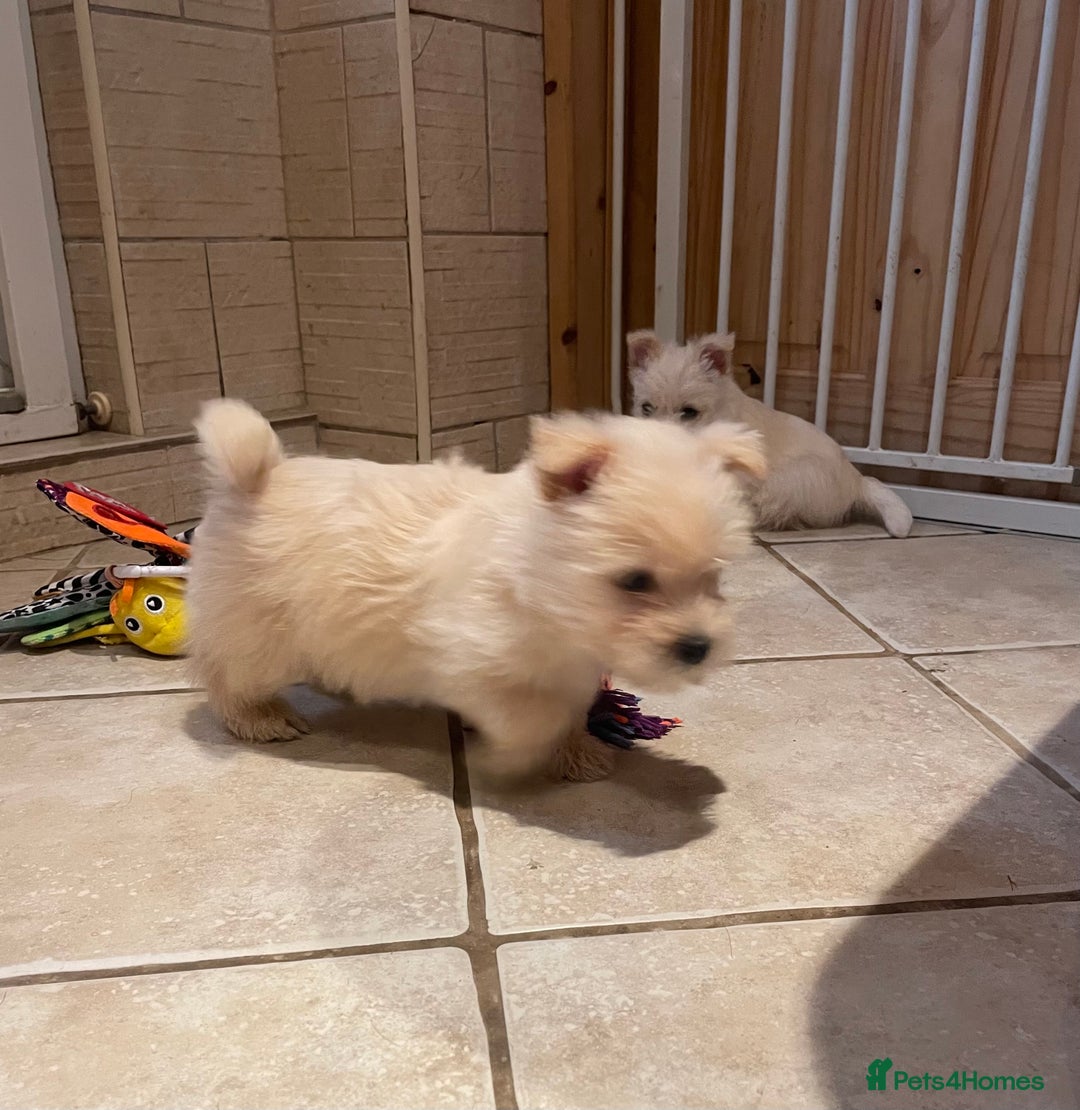 Cairn Terrier dogs for sale: Stunning cairn terrier puppies  - Image 3