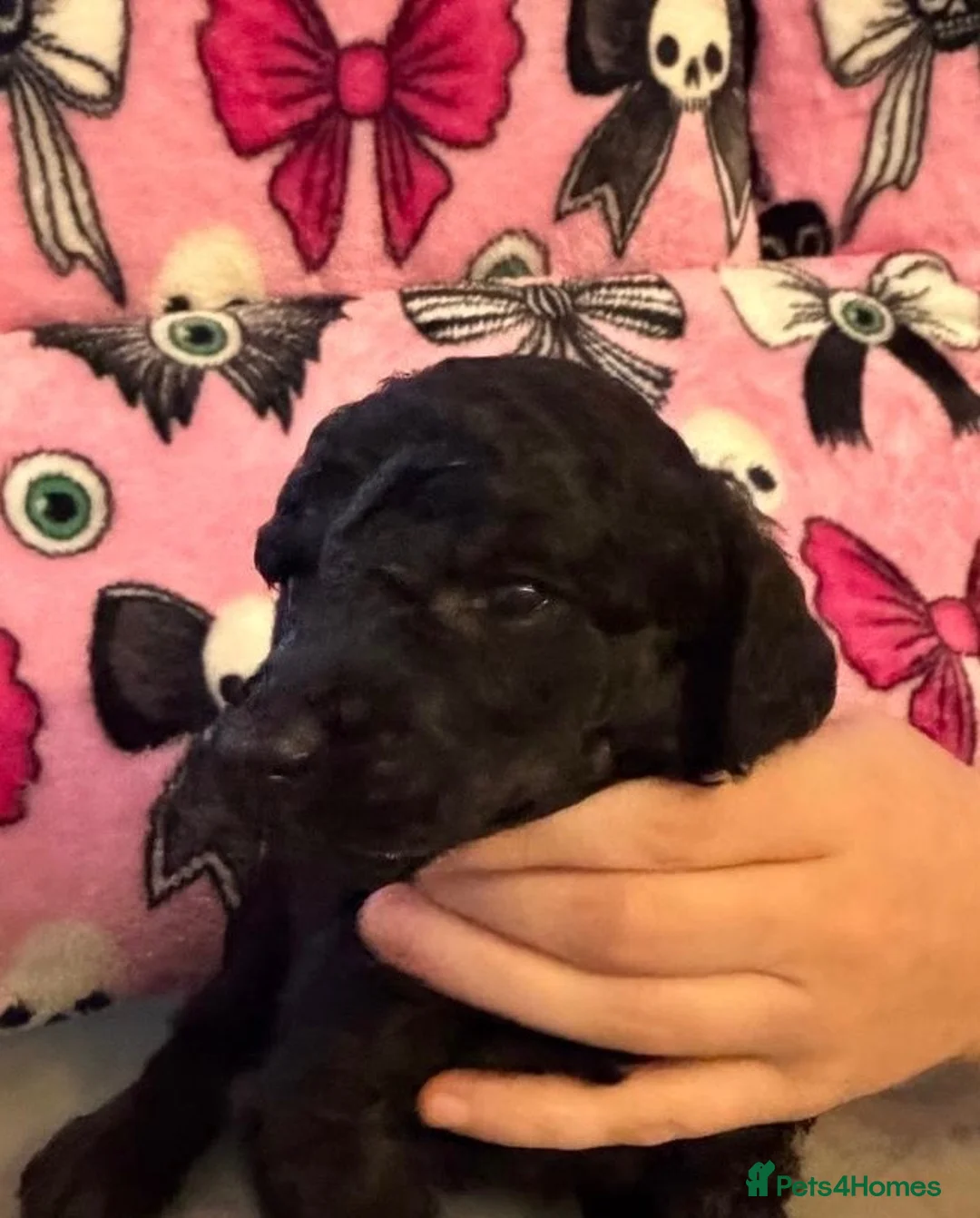 Standard Poodle dogs for sale: Kennel Club Registered Standard Poodle Puppies - Advert 38