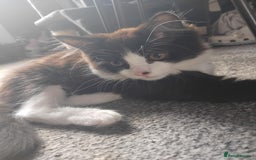 Mixed Breed cats for sale: 2 male cats for sale  - Image 2