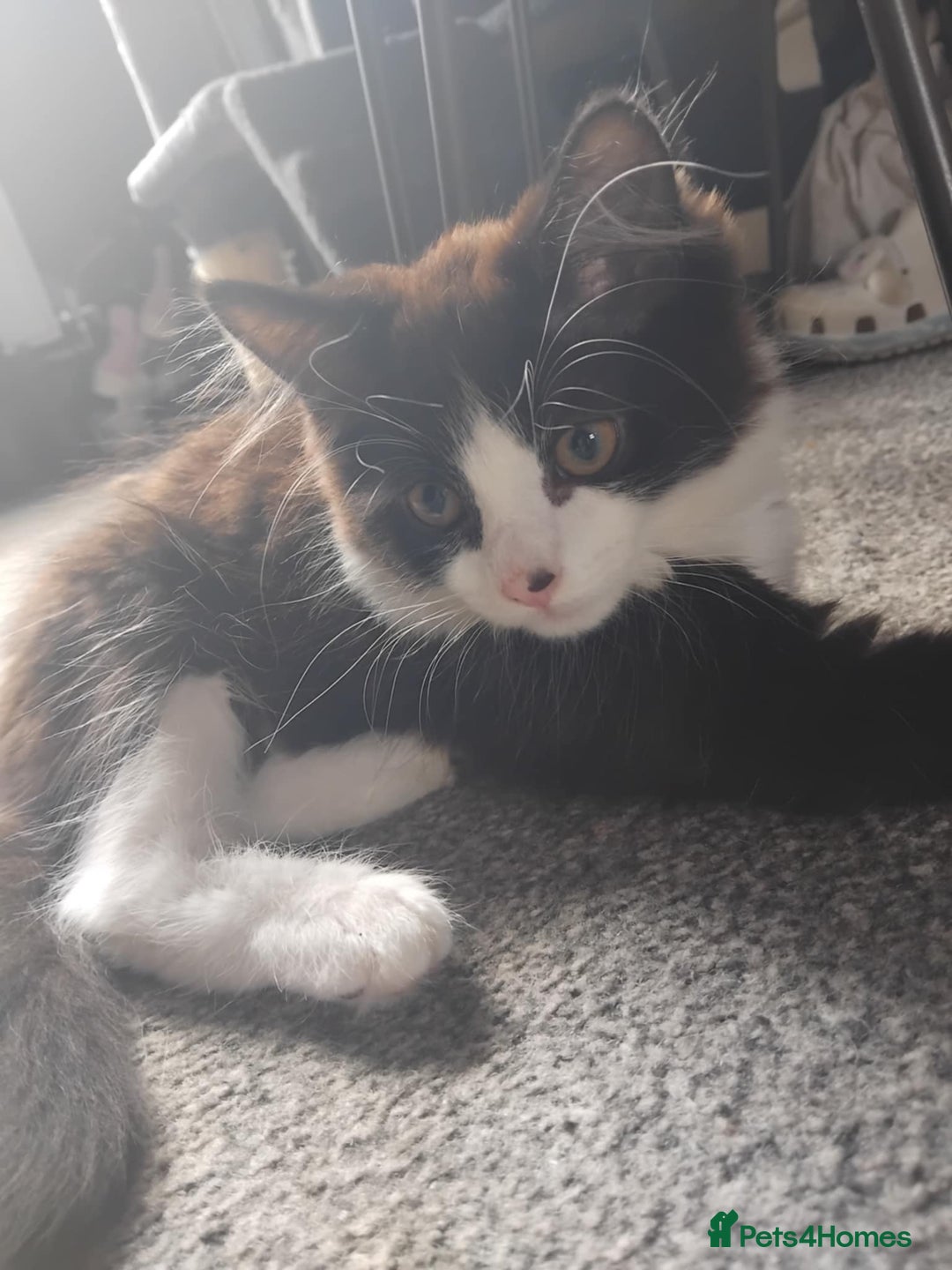 Mixed Breed cats for sale: 2 male cats for sale  - Image 2