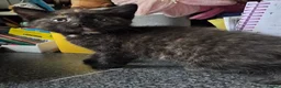 Mixed Breed cats for sale: 2 stunning kittens still available  - Advert 21