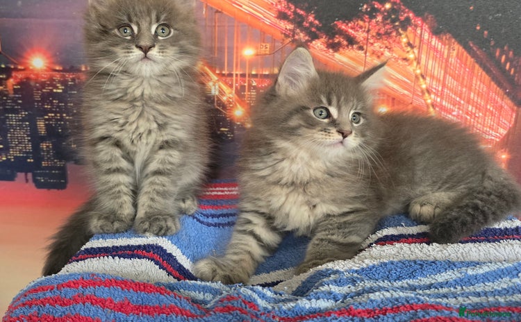 Maine Coon cats - Advert 2