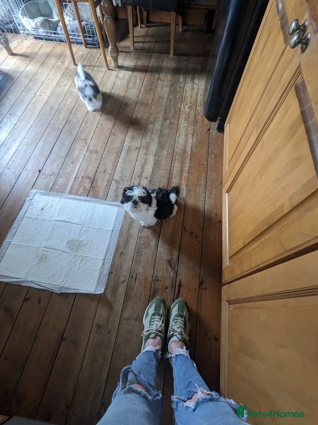 Shih Tzu dogs for sale: Pedigree Shitzu Puppies  - Image 10