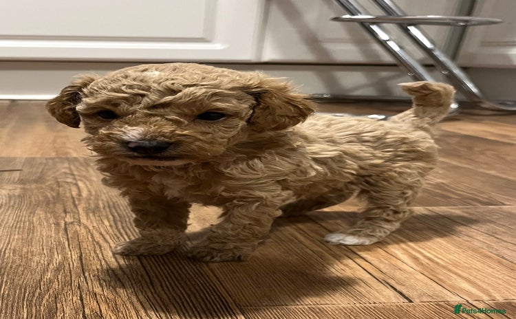 Maltipoo dogs - Advert 8
