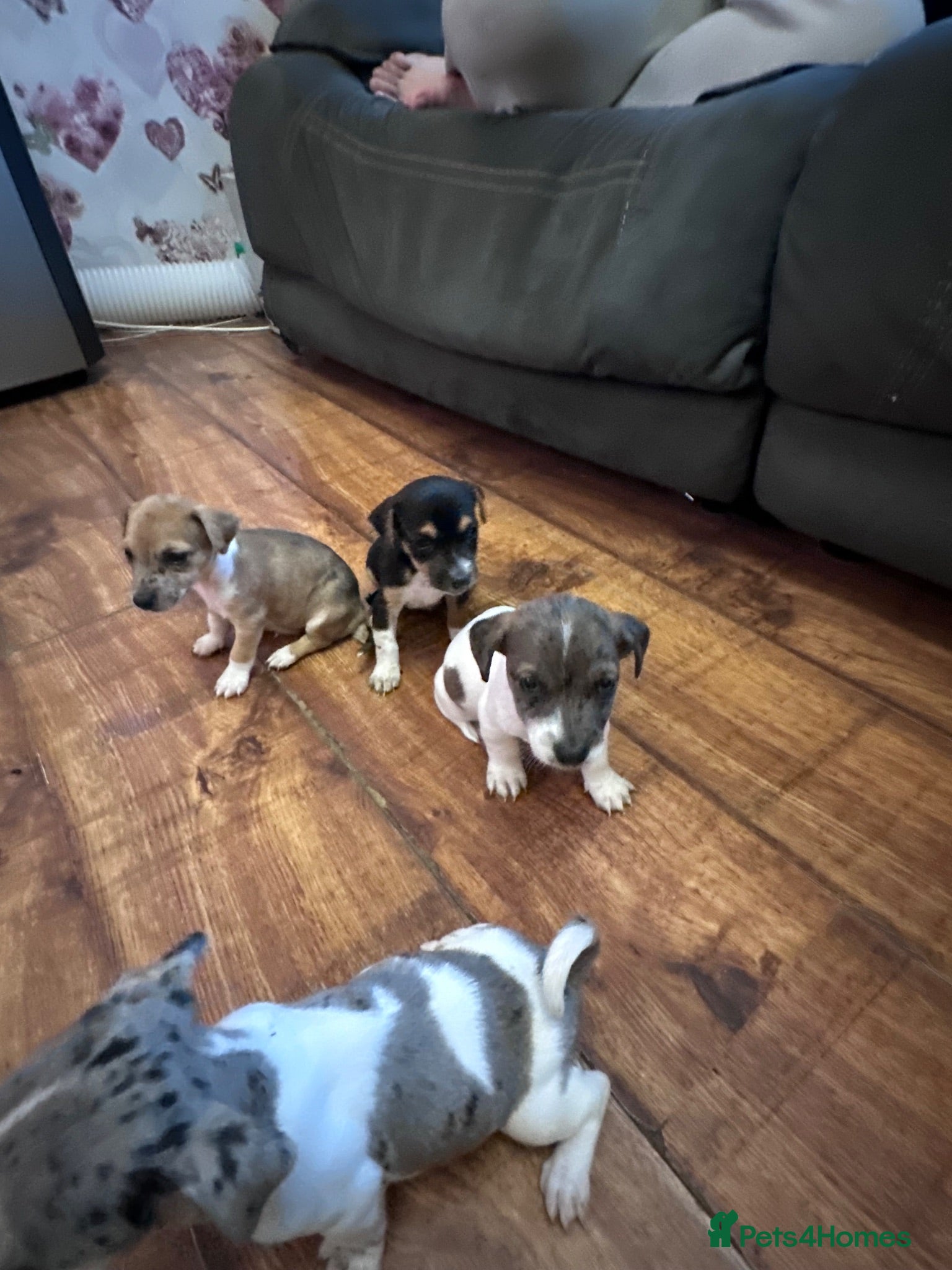 Jack Russell dogs Beautiful Jack Russel pups  - Advert 1