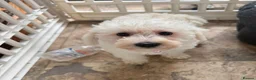 Westiepoo dogs for sale: Westipoo puppies - Advert 6
