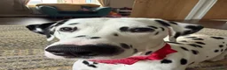 Dalmatian dogs for stud: FOR STUD - Advert 3