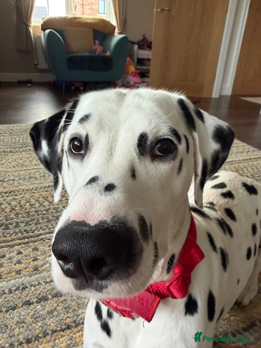Dalmatian dogs for stud: FOR STUD - Advert 3