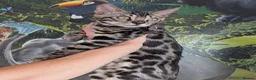 Bengal cats for sale: Male Bengal kitten TICA registered silver  - Advert 6