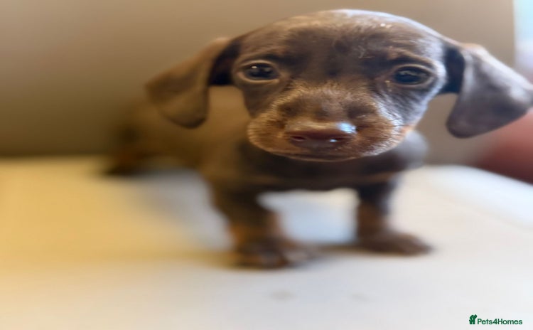 Dachshund dogs - Advert 13
