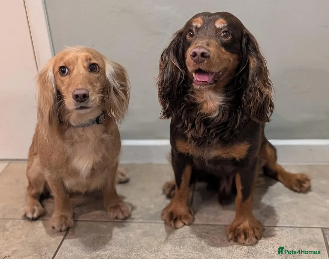 Cocker Spaniel dogs for sale: Very sweet male Cocker Spaniel Pup- Black and Tan  - Advert 5
