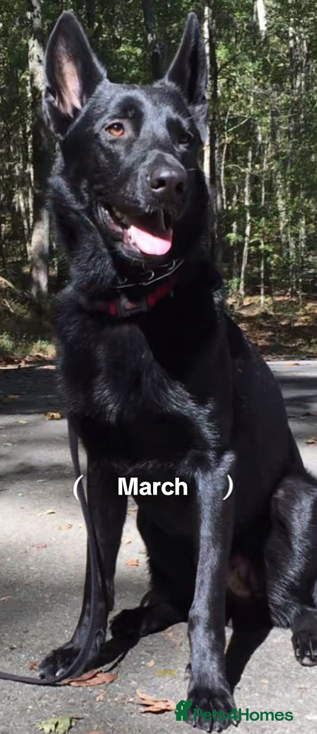 German Shepherd dogs for stud: Spick - Advert 1