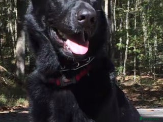 German Shepherd dogs Spick - Advert 3