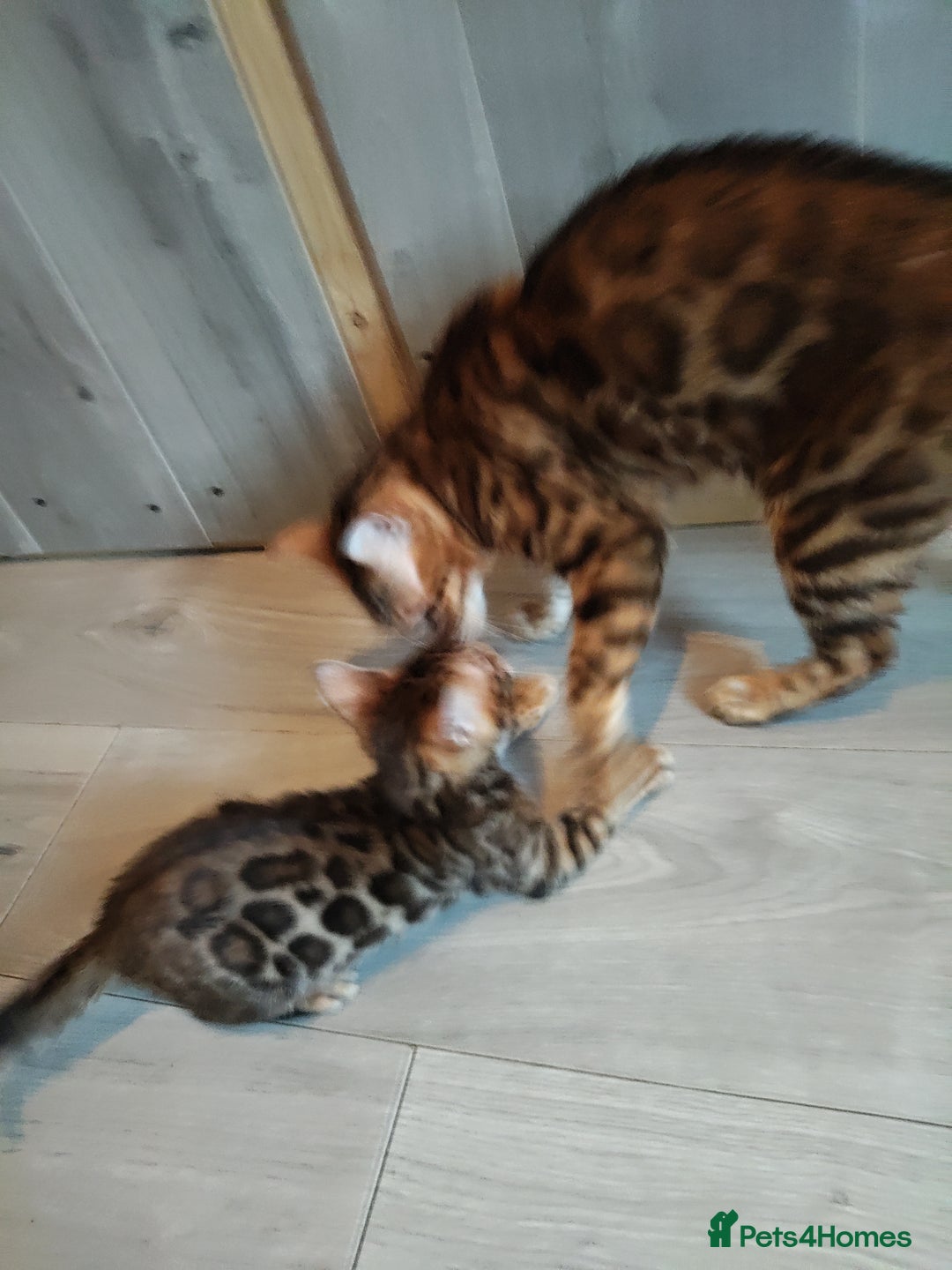 Bengal cats for sale: Pedigree Bengal Kittens  - Image 8