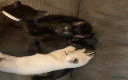 Mixed Breed cats for sale: X Siamese Adorable Kittens (white reserved now) - Image 9