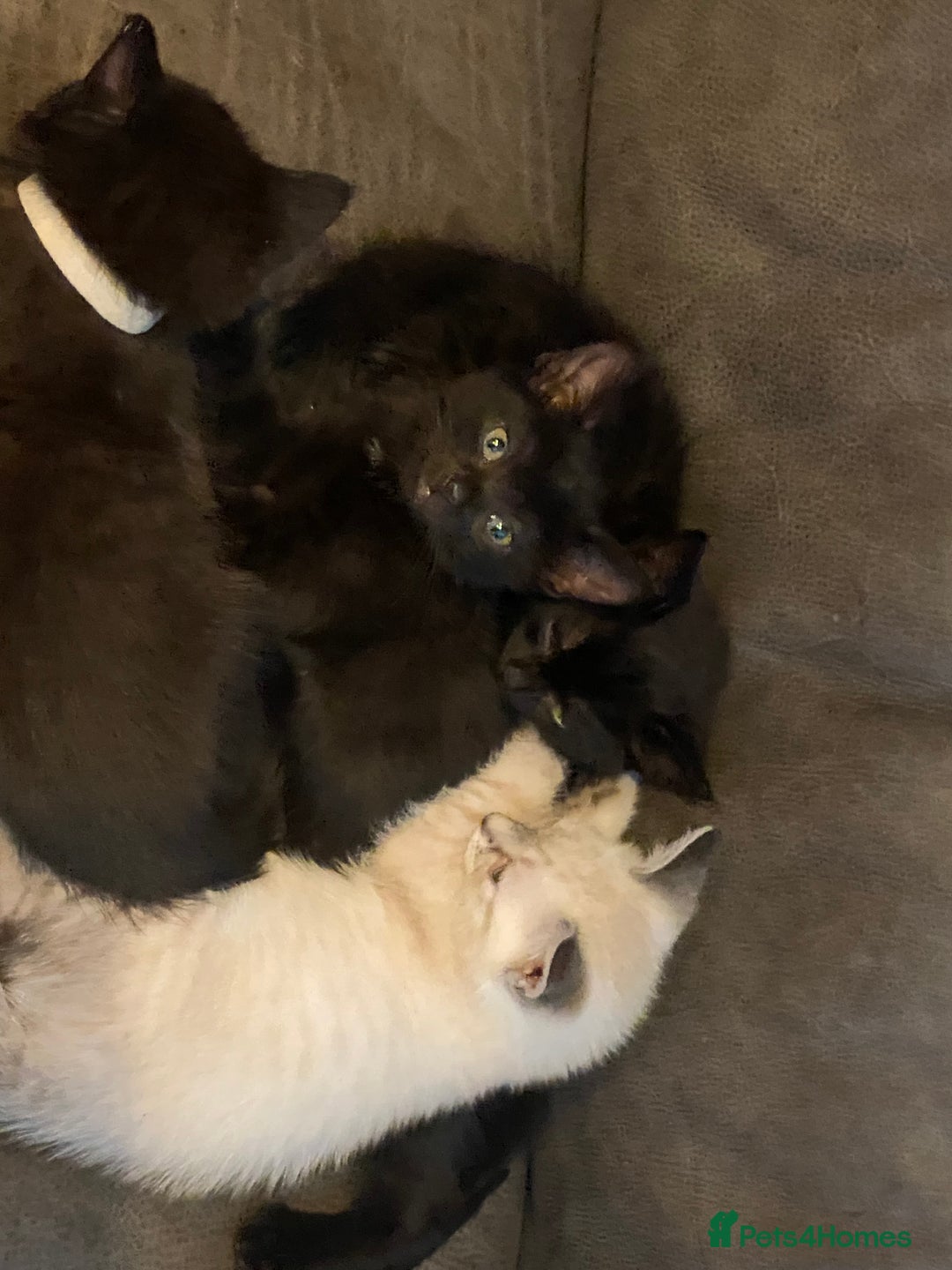 Mixed Breed cats for sale: X Siamese Adorable Kittens (white reserved now) - Image 9
