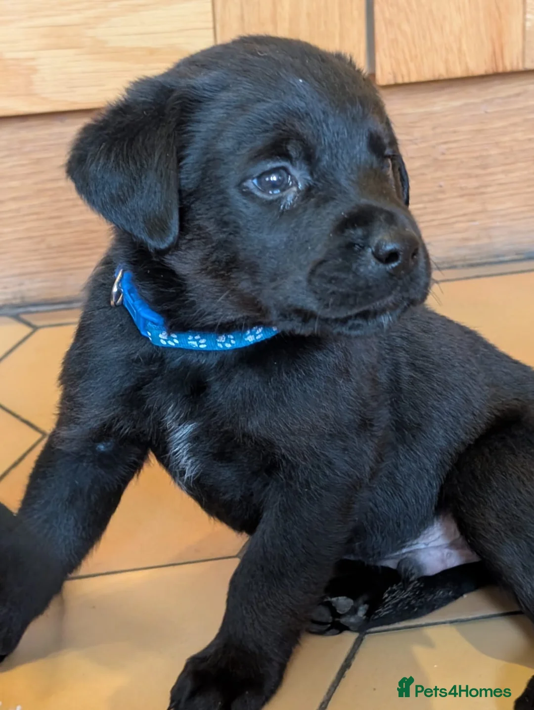 Mixed Breed dogs for sale: Labrador x Rottweiler (Rottador) - Advert 19
