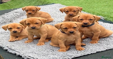 Labrador Retriever dogs - Advert 2