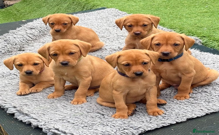 Labrador Retriever dogs - Advert 2
