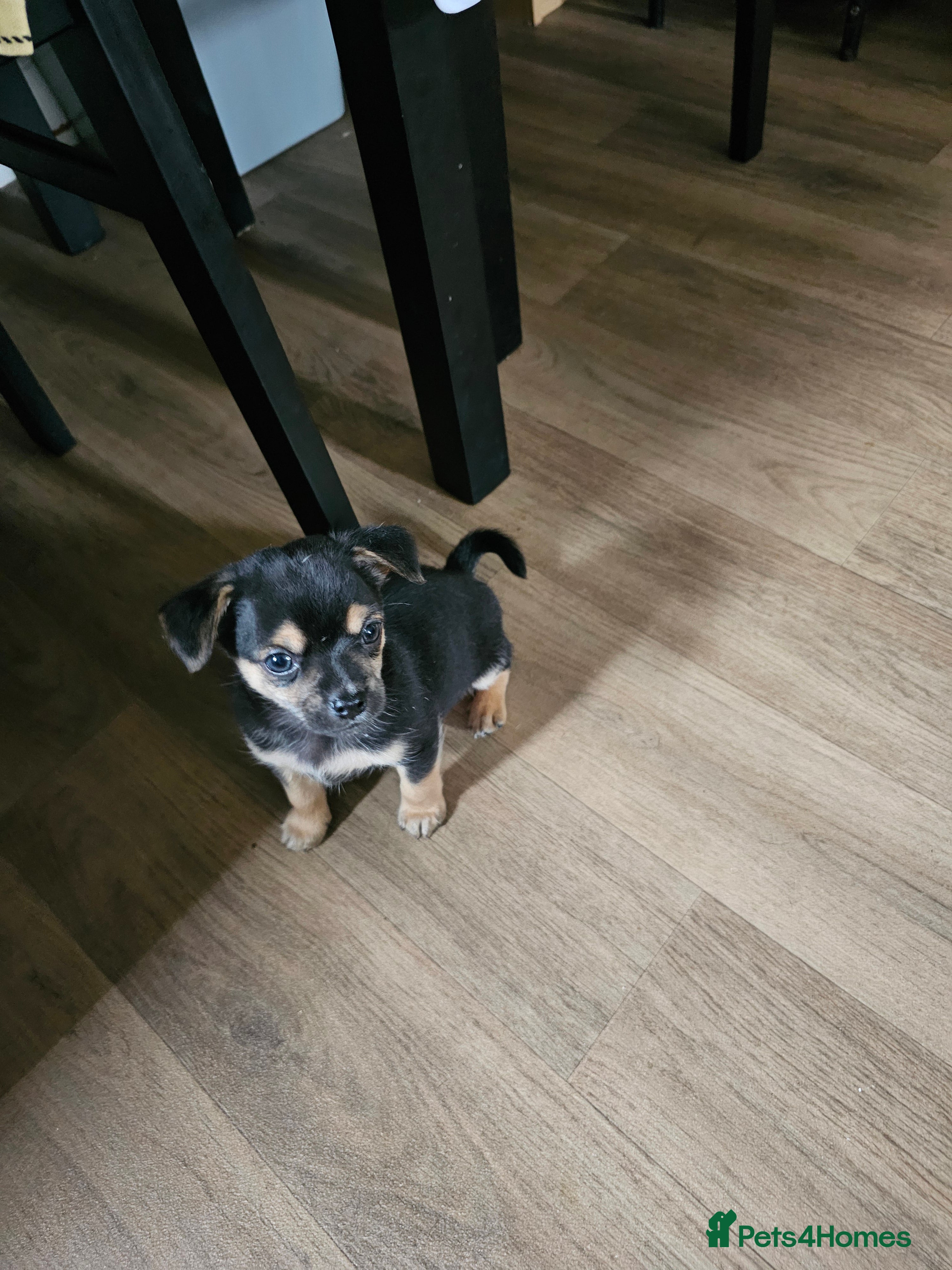 Chihuahua dogs Tiny chihuahuas  - Advert 11