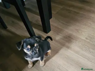 Chihuahua dogs Tiny chihuahuas - Advert 11