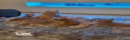 Maine Coon cats for sale: Red Tabby Girls GCCF (pet homes only) - Advert 1