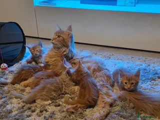 Maine Coon cats Red Tabby Girls GCCF (pet homes only) - Advert 4