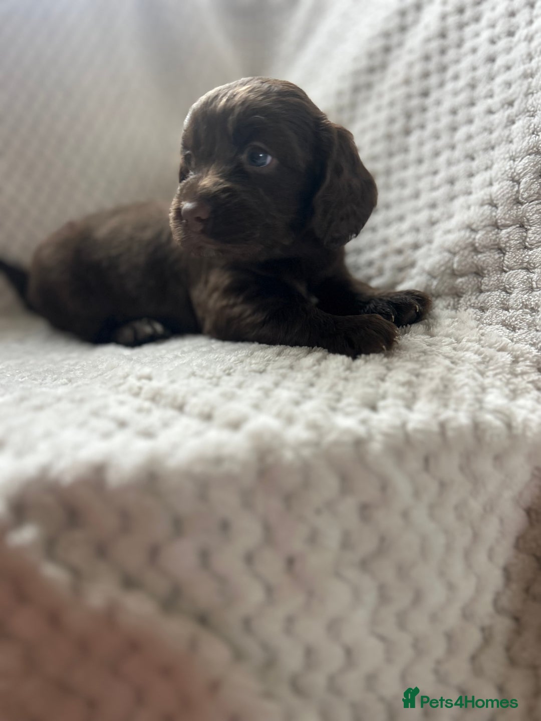 Cockapoo dogs for sale: beautiful toy cockapoo - Image 11