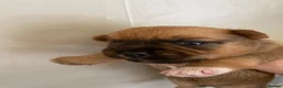 Mixed Breed dogs for sale: READY NOW….. Jack Russell beautiful litter of boys - Advert 23