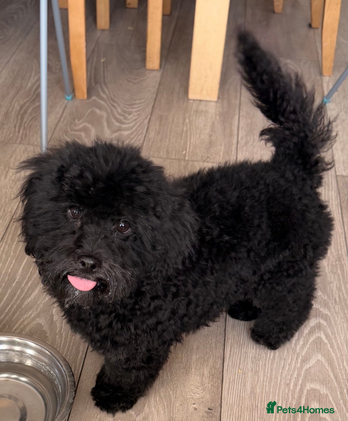 Poochon dogs Gorgeous Poochon puppie last black boy left  - Advert 3