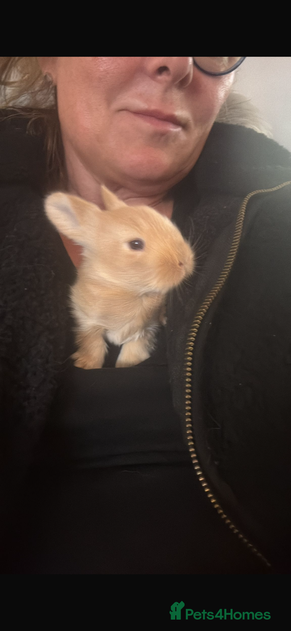 Mixed Breed rabbits Angora/ Lionhead  - Advert 2