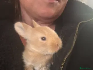 Mixed Breed rabbits Angora/ Lionhead - Advert 2