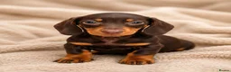 Dachshund dogs for sale: Dachshund Boy Puppies Ready Now - Advert 3