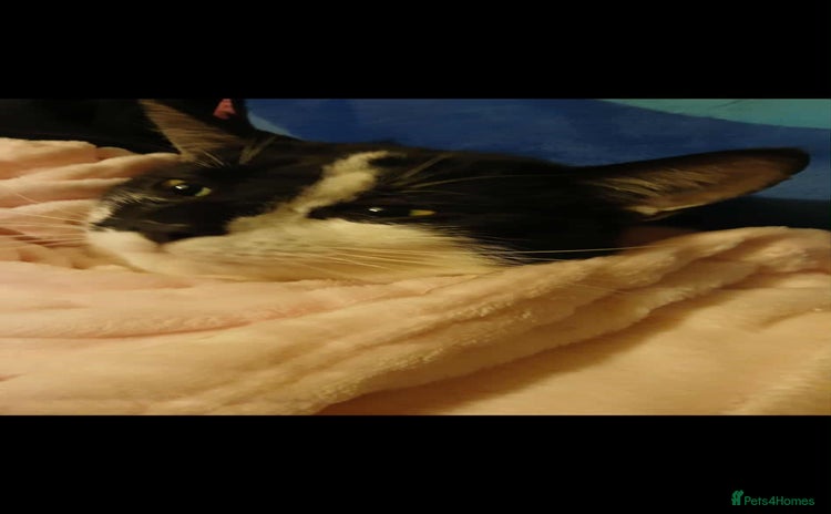 Mixed Breed cats - Advert 11