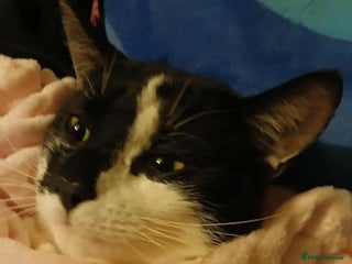 Mixed Breed cats 2 male cats free - Advert 10