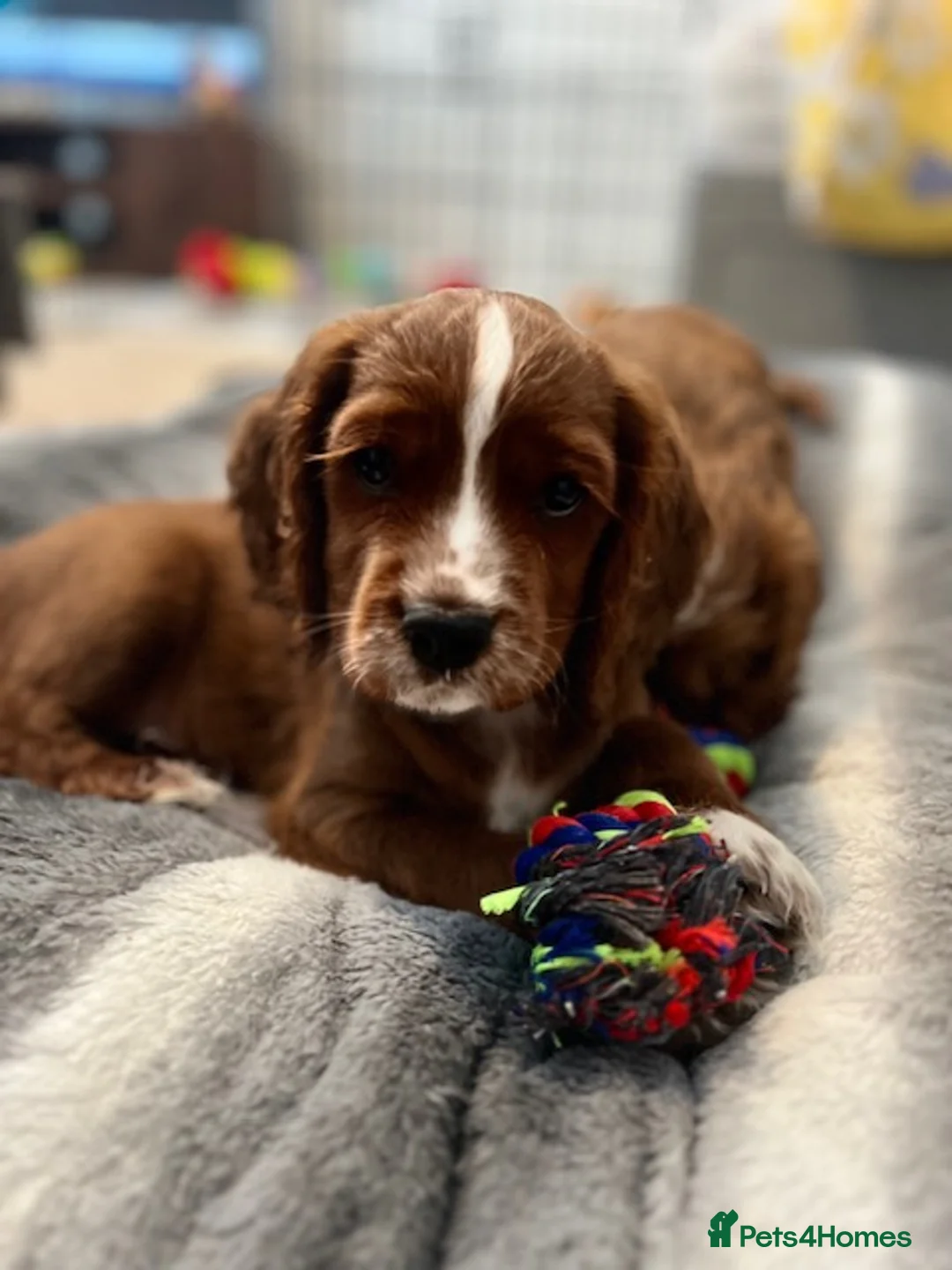 Mixed Breed dogs for sale: 1 Boy & 1 Girl Cavapoo puppies for sale - Advert 2