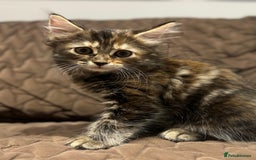 British Longhair cats for sale: Longhair for sale - Image 2