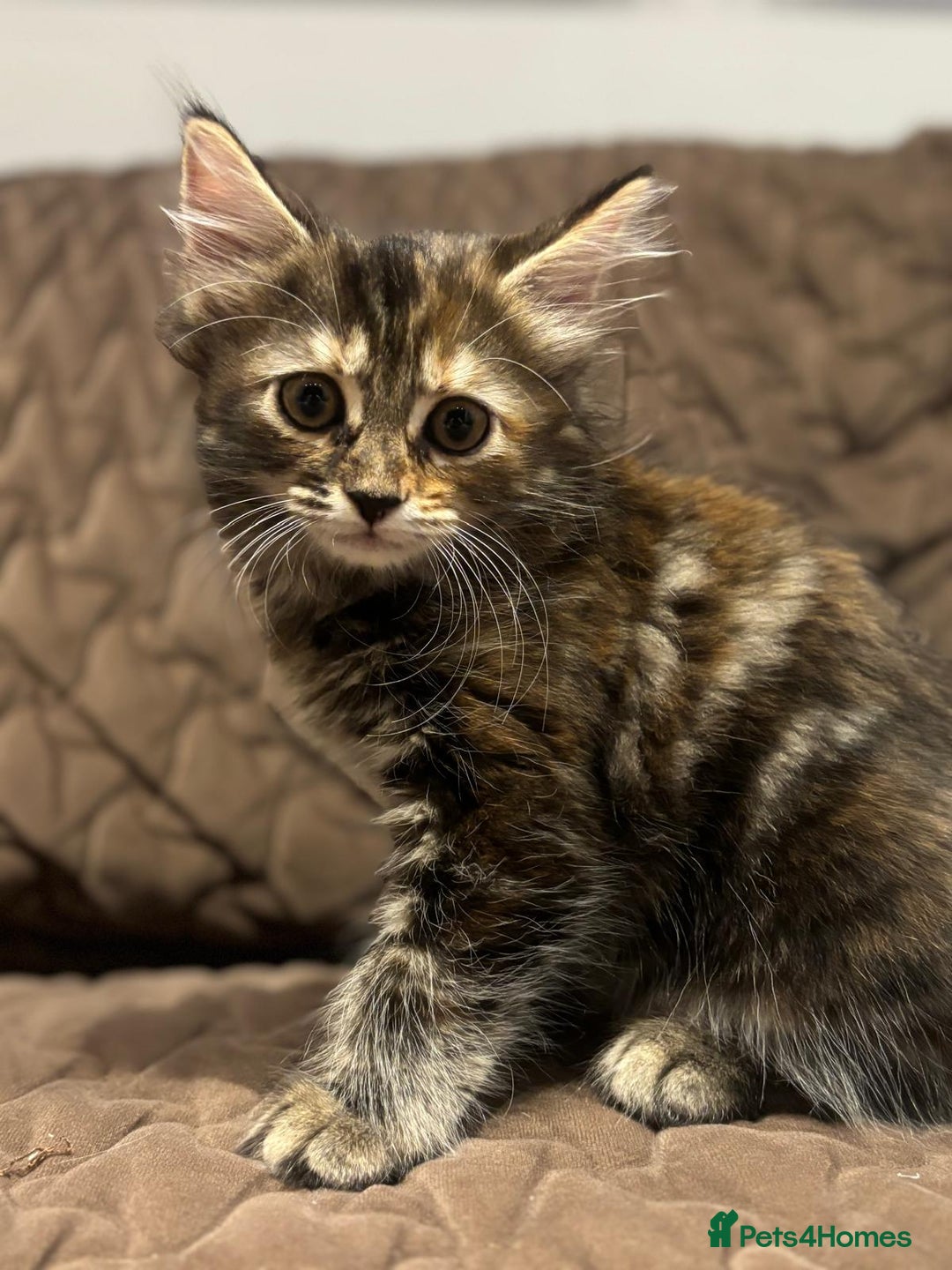 British Longhair cats for sale: Longhair for sale - Image 2