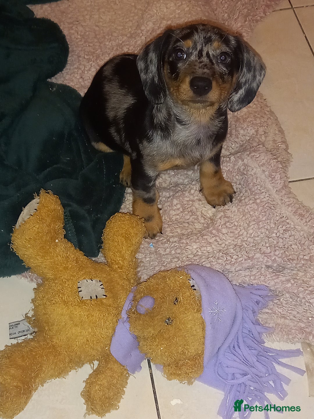 Dachshund dogs for sale: Dachsunds 3/4 breed - Image 1