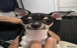 Chihuahua dogs for sale: Gorgeous tiny chibuahuas - Image 22