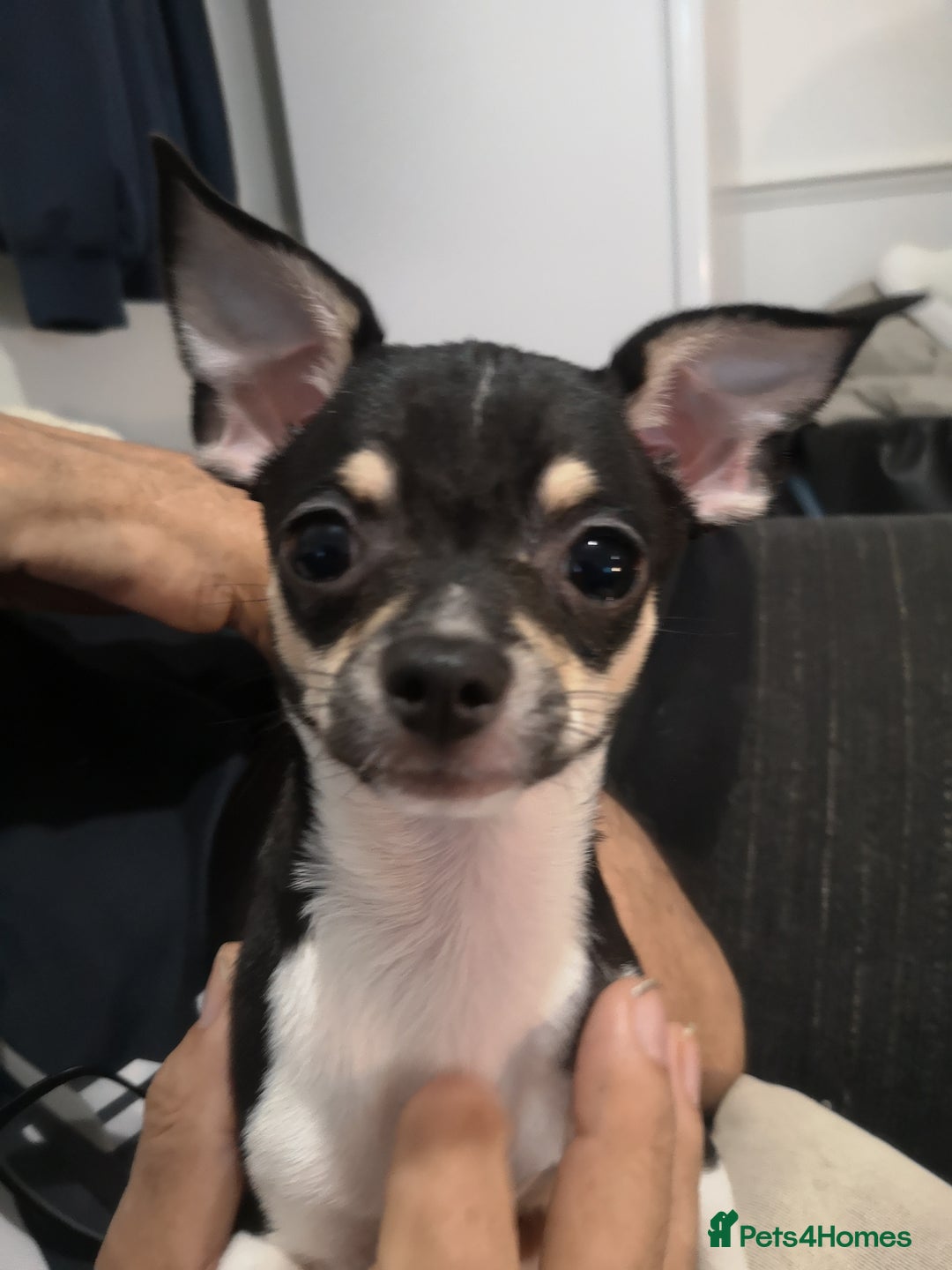 Chihuahua dogs for sale: Gorgeous tiny chibuahuas - Image 22