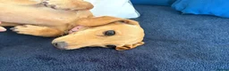 Miniature Dachshund dogs for sale: Smooth haired female mini dachshund pup - Advert 1