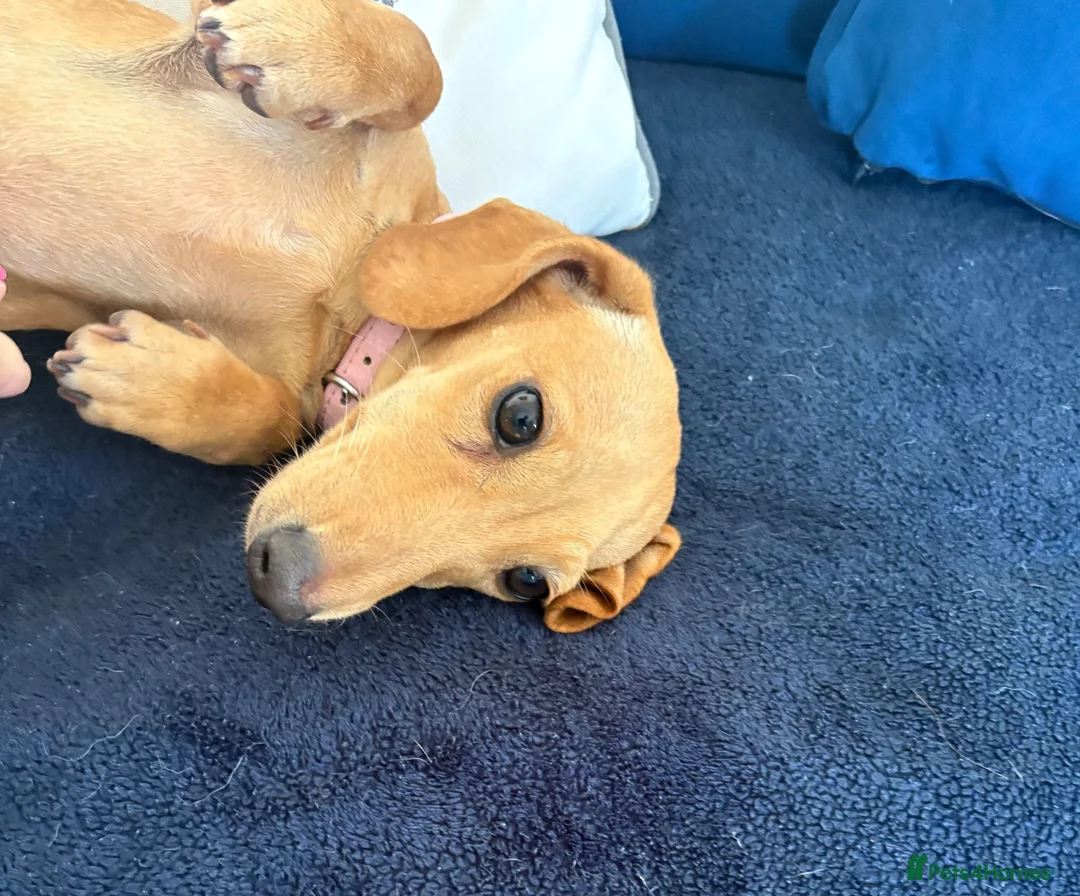 Miniature Dachshund dogs for sale: Smooth haired female mini dachshund pup - Advert 1