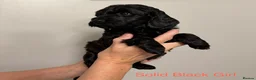 Cockapoo dogs for sale: F2Bb cockapoo puppies - Advert 8