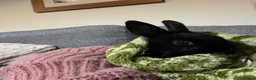 Mixed Breed rabbits for sale: Adorable Baby Rabbits for Sale – Ready Now! 🐰 - Advert 7