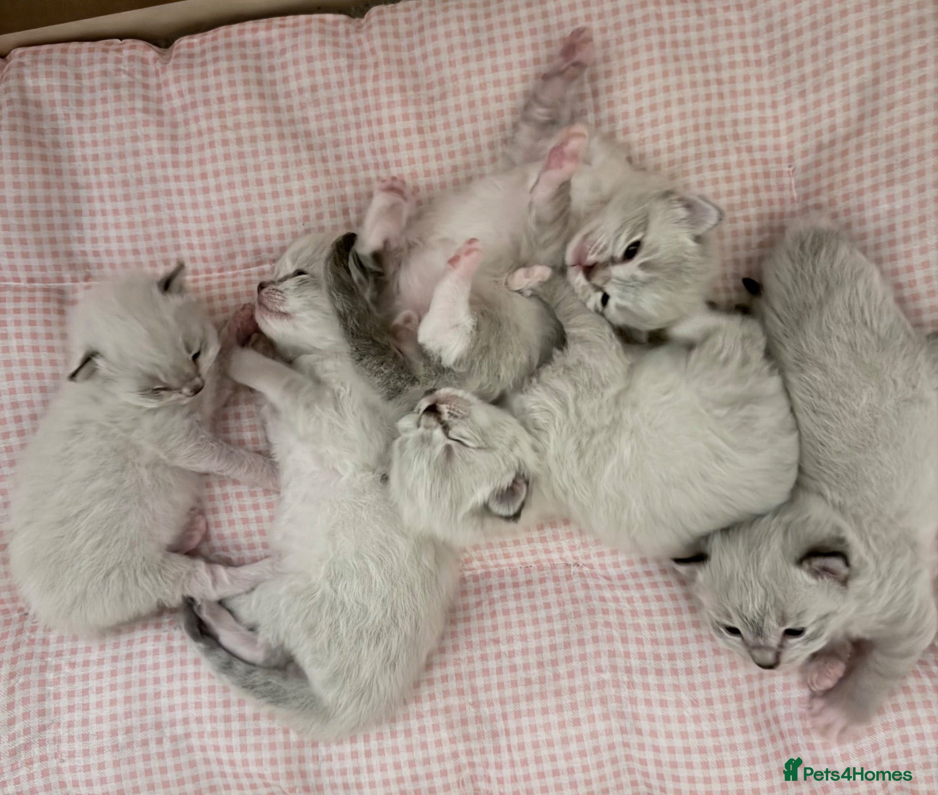 Ragdoll cats Adorable litter of Ragdoll kittens - Advert 2